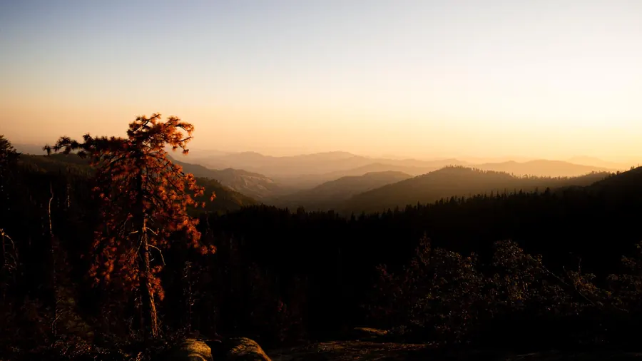 Lone tree in front of mountain ridges at sunset, Sequoia National Park