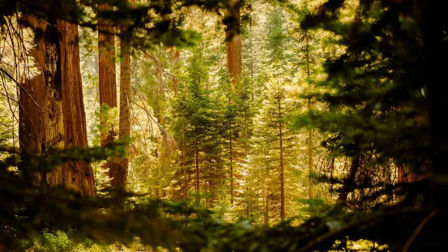 Giant sequoia forest in warm sunlight, Sequoia National Park