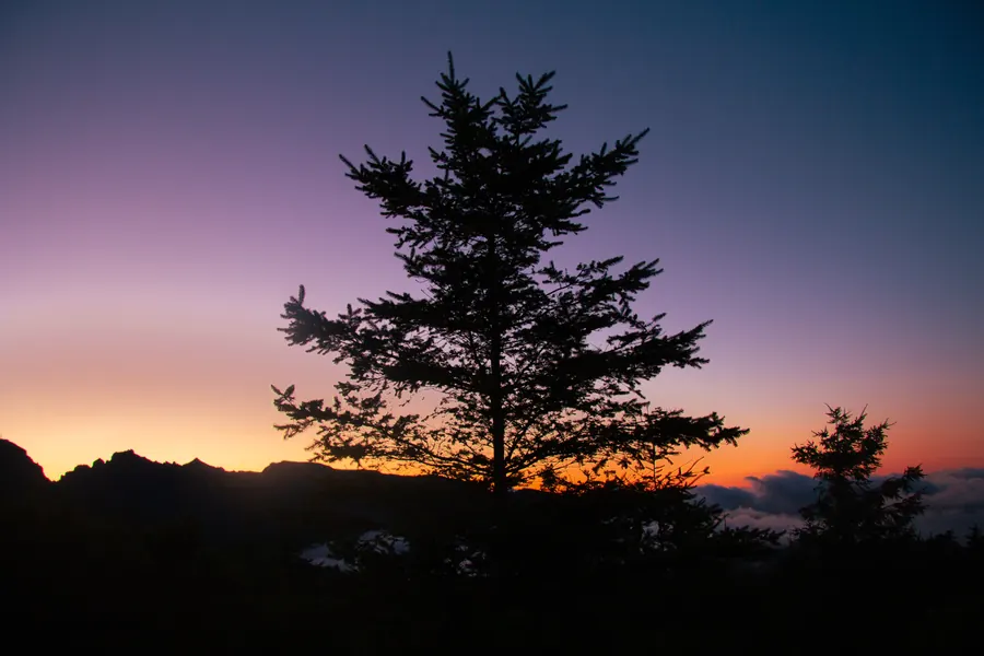 Tree silhouette against a purple sky after sunset, Madeira